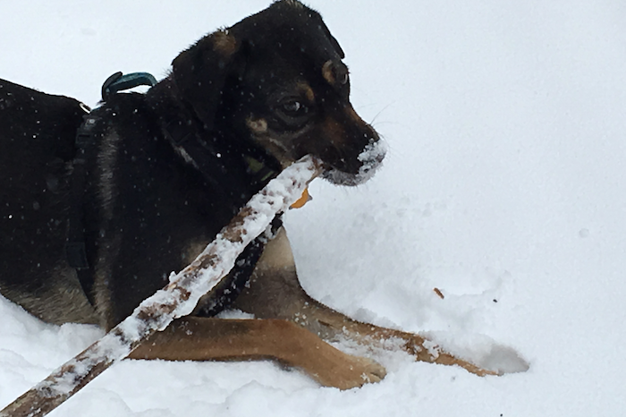 Asha chews on a stick in the fresh snow