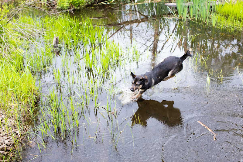 Asha jumps across the stream