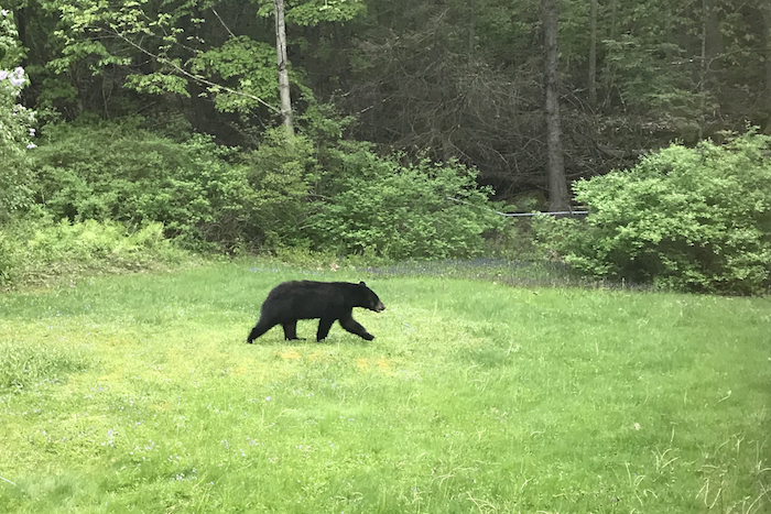 Bear walking through Deliah's yard