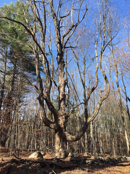 old maple tree at the end of the stone wall