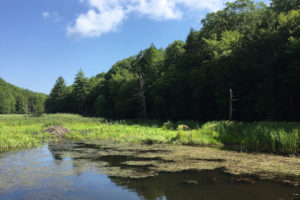 A serene beaver pond along the trail
