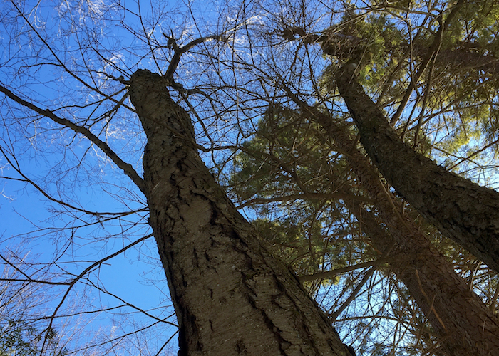 looking up at a black birch tree