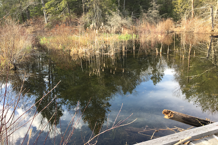 beaver pond in progress at the bridge