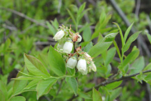 lowbush blueberry flowers