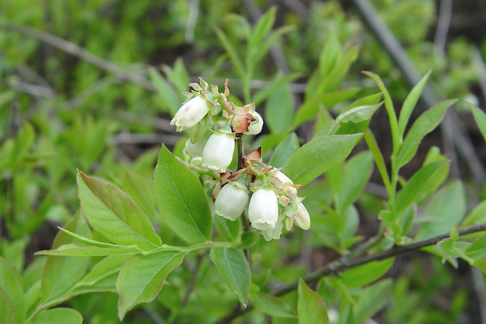 lowbush blueberry (vaccinium-angustifolium) flowers