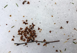 tiny birch seeds and bracts on the snow