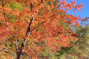 fiery fall foliage