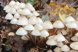 mushrooms growing on a fallen tree