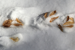American Beech leaves in the snow