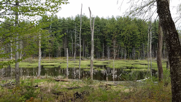 May morning at the beaver meadow