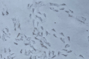 bird tracks after a light snow