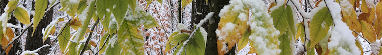 early snow on beech leaves