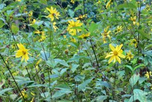 field of woodland sunflowers