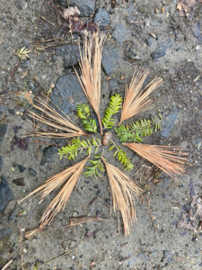 circle of pine and hemlock needles